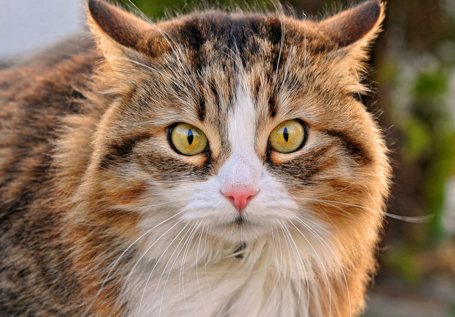 Individuelle Versorgung