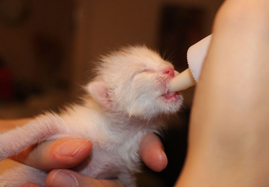 Haustiere auf Mallorca