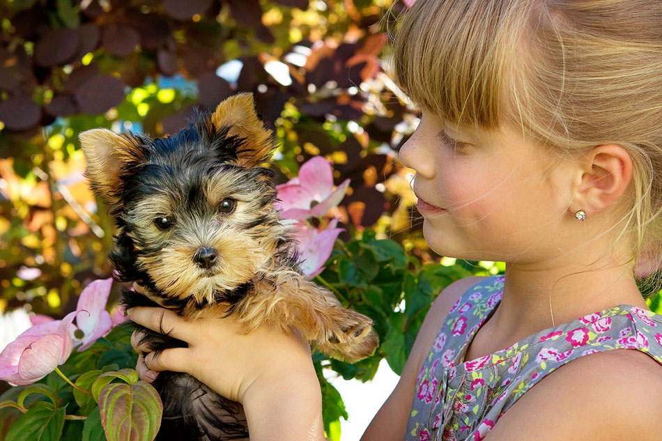 So werden Hunde richtig entwurmt