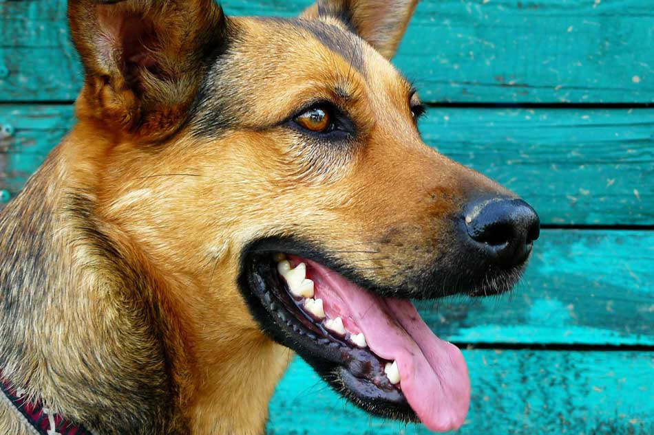 Richtige Zahnhygiene ist wichtig!